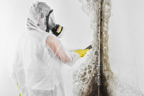Best Fast Mold Removal  in Melrose, MA