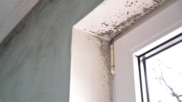 Best Affordable Mold Removal  in Melrose, MA