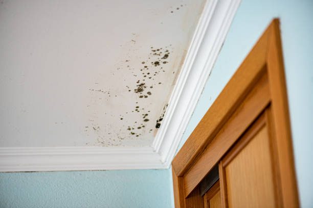 Best Black Mold Removal  in Melrose, MA