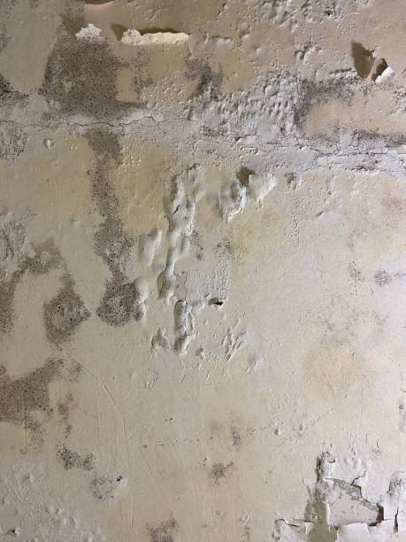 Best Mold Remediation Experts  in Melrose, MA