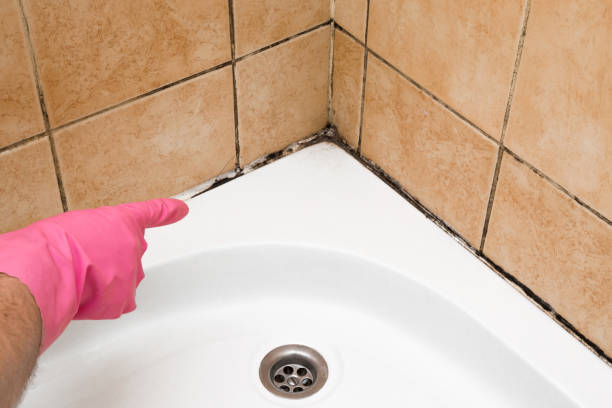 Best Same-Day Mold Removal  in Melrose, MA